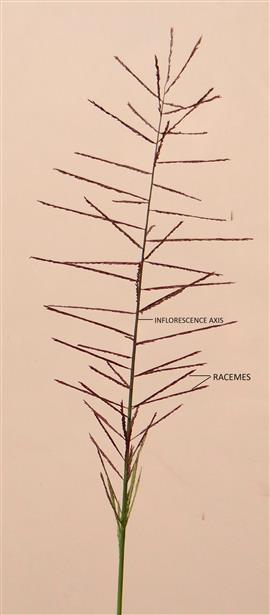 Dinebra chinensis